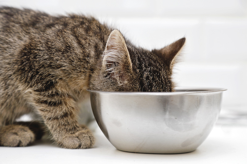 Santé de votre chaton : cela passe aussi par l’alimentation